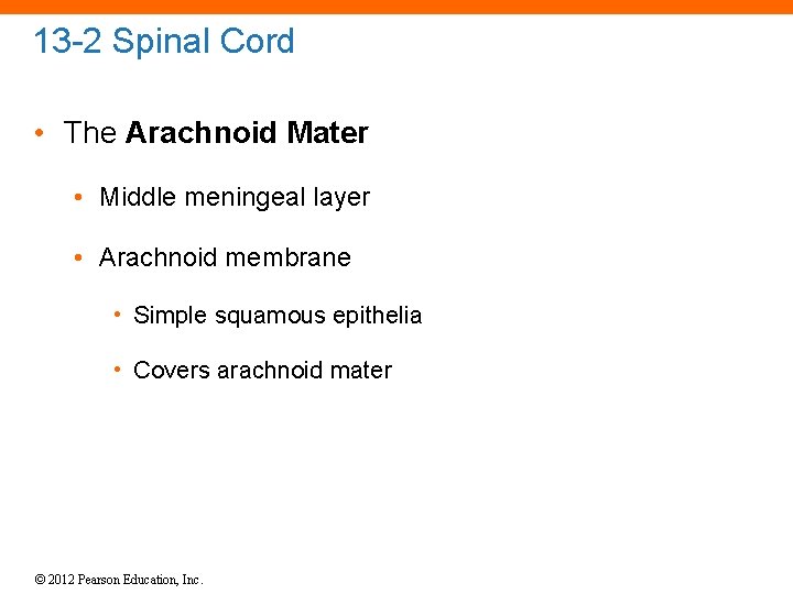 13 -2 Spinal Cord • The Arachnoid Mater • Middle meningeal layer • Arachnoid