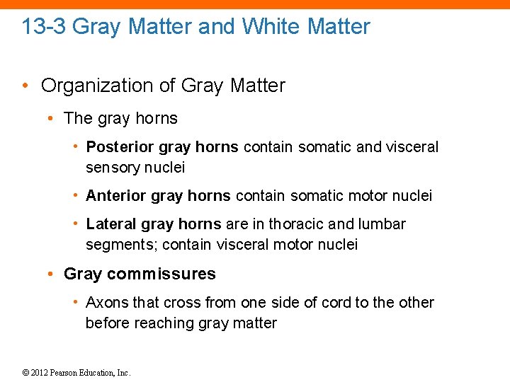 13 -3 Gray Matter and White Matter • Organization of Gray Matter • The