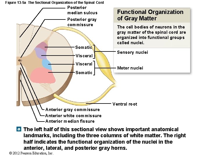 Figure 13 -5 a The Sectional Organization of the Spinal Cord Posterior median sulcus