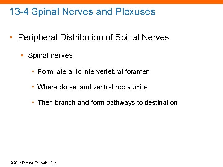 13 -4 Spinal Nerves and Plexuses • Peripheral Distribution of Spinal Nerves • Spinal