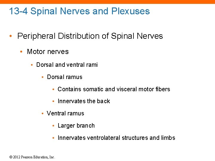 13 -4 Spinal Nerves and Plexuses • Peripheral Distribution of Spinal Nerves • Motor 13 -4 Spinal Nerves and Plexuses • Peripheral Distribution of Spinal Nerves • Motor