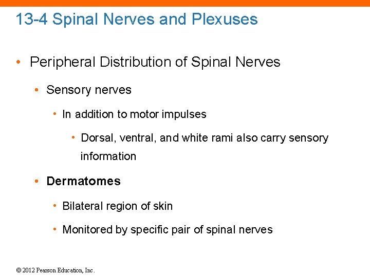 13 -4 Spinal Nerves and Plexuses • Peripheral Distribution of Spinal Nerves • Sensory