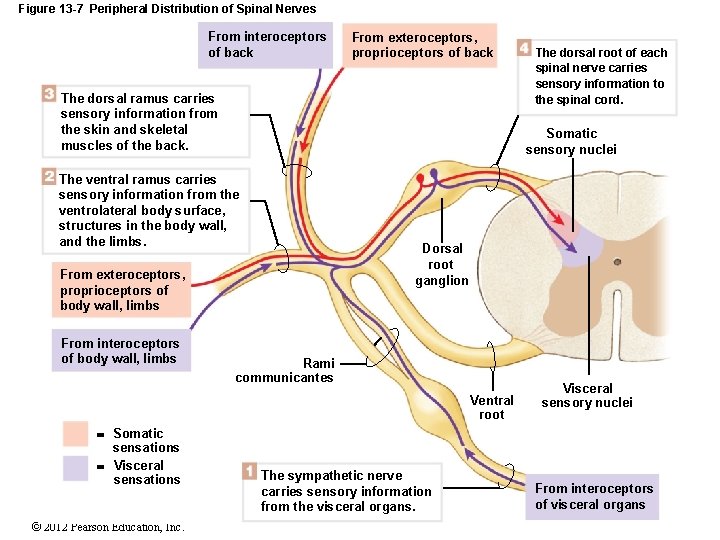 Figure 13 -7 Peripheral Distribution of Spinal Nerves From interoceptors of back From exteroceptors, Figure 13 -7 Peripheral Distribution of Spinal Nerves From interoceptors of back From exteroceptors,