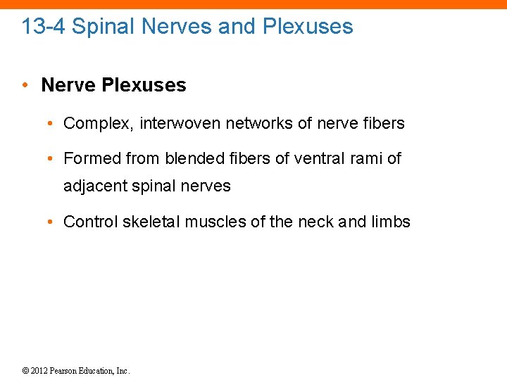 13 -4 Spinal Nerves and Plexuses • Nerve Plexuses • Complex, interwoven networks of