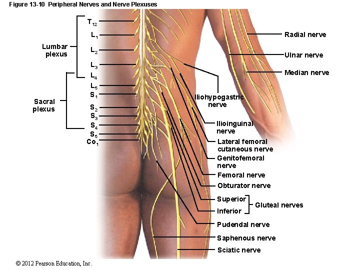 Figure 13 -10 Peripheral Nerves and Nerve Plexuses T 12 L 1 Lumbar plexus Figure 13 -10 Peripheral Nerves and Nerve Plexuses T 12 L 1 Lumbar plexus