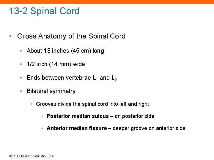 13 -2 Spinal Cord • Gross Anatomy of the Spinal Cord • About 18