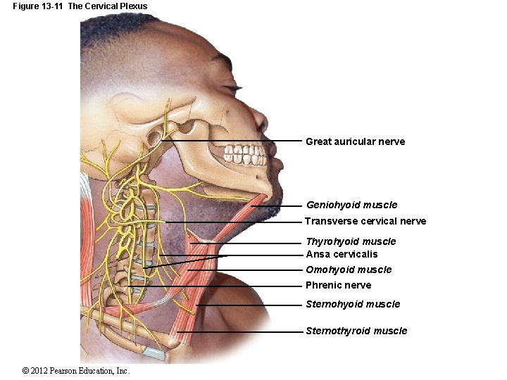 Figure 13 -11 The Cervical Plexus Great auricular nerve Geniohyoid muscle Transverse cervical nerve