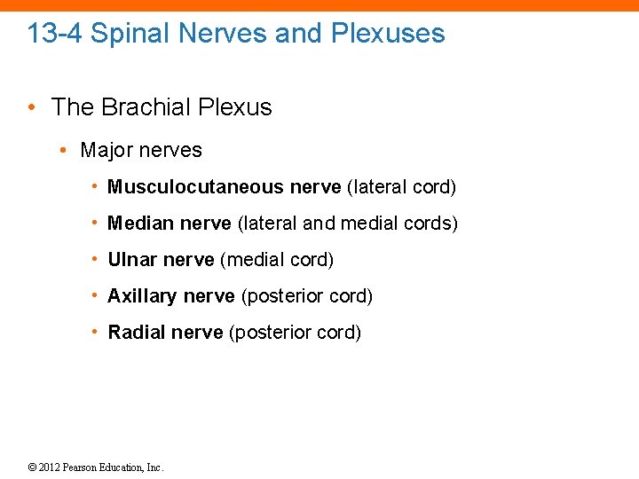 13 -4 Spinal Nerves and Plexuses • The Brachial Plexus • Major nerves •