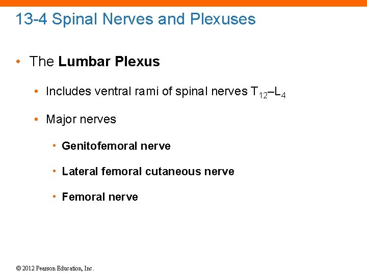 13 -4 Spinal Nerves and Plexuses • The Lumbar Plexus • Includes ventral rami