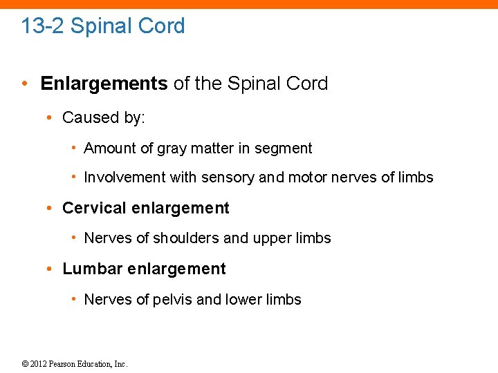 13 -2 Spinal Cord • Enlargements of the Spinal Cord • Caused by: •