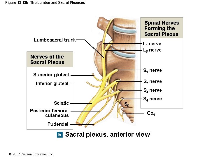 Figure 13 -13 b The Lumbar and Sacral Plexuses Spinal Nerves Forming the Sacral