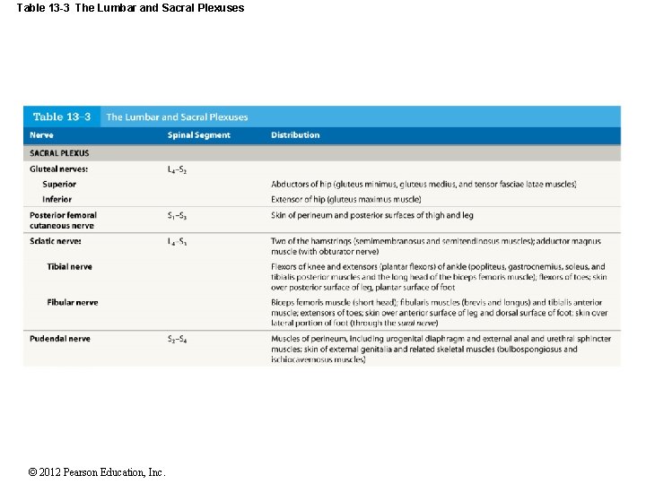 Table 13 -3 The Lumbar and Sacral Plexuses © 2012 Pearson Education, Inc. 