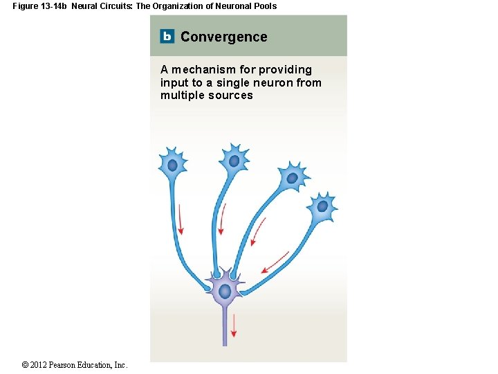 Figure 13 -14 b Neural Circuits: The Organization of Neuronal Pools Convergence A mechanism