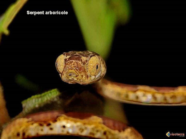 Serpent arboricole 