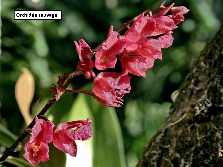Orchidée sauvage 
