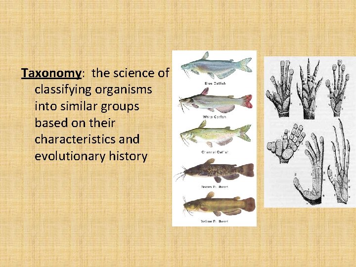 Taxonomy: the science of classifying organisms into similar groups based on their characteristics and Taxonomy: the science of classifying organisms into similar groups based on their characteristics and