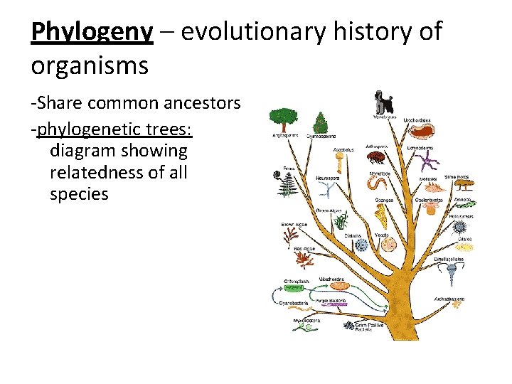 Phylogeny – evolutionary history of organisms -Share common ancestors -phylogenetic trees: diagram showing relatedness Phylogeny – evolutionary history of organisms -Share common ancestors -phylogenetic trees: diagram showing relatedness