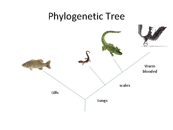 Phylogenetic Tree Warm blooded scales Gills Lungs Phylogenetic Tree Warm blooded scales Gills Lungs
