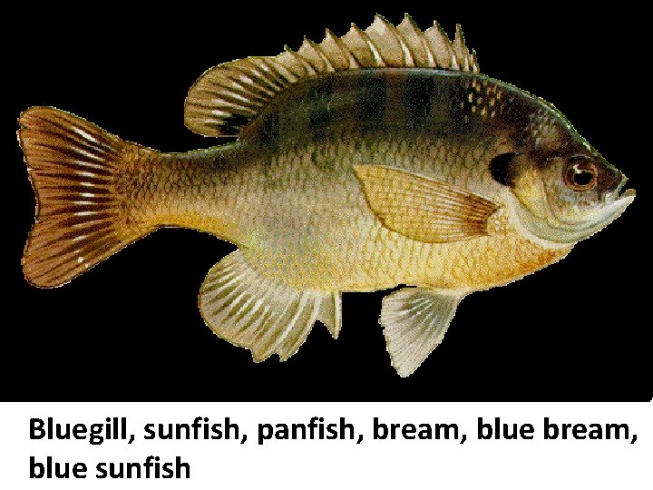 Bluegill, sunfish, panfish, bream, blue sunfish Bluegill, sunfish, panfish, bream, blue sunfish