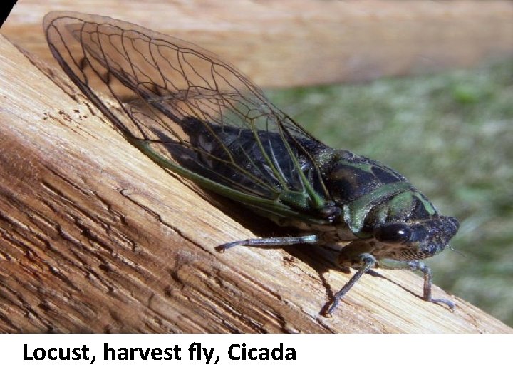 Locust, harvest fly, Cicada Locust, harvest fly, Cicada