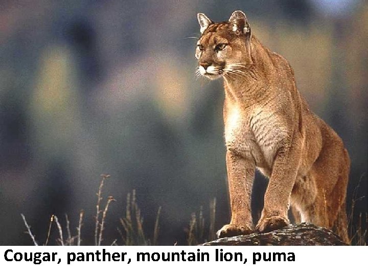 Cougar, panther, mountain lion, puma Cougar, panther, mountain lion, puma