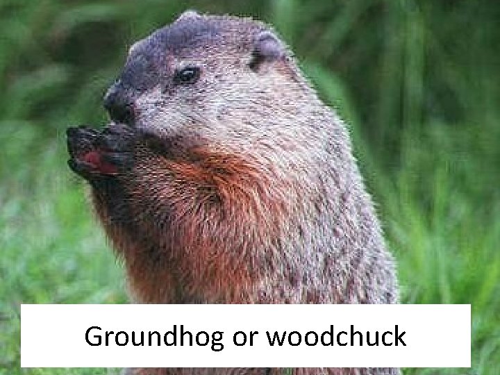 Groundhog or woodchuck Groundhog or woodchuck
