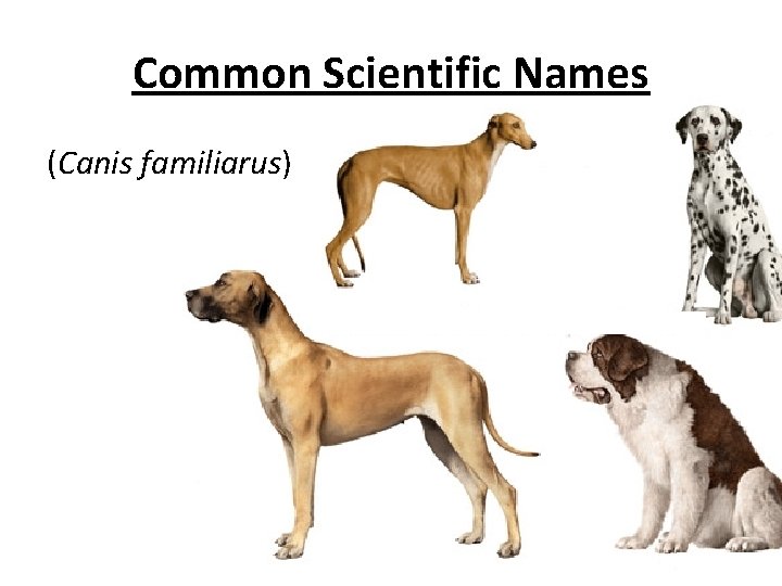 Common Scientific Names (Canis familiarus) Common Scientific Names (Canis familiarus)