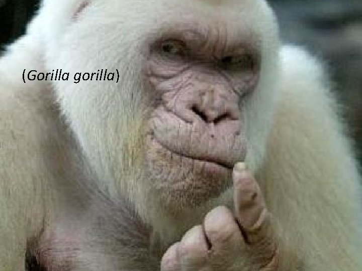 (Gorilla gorilla) (Gorilla gorilla)