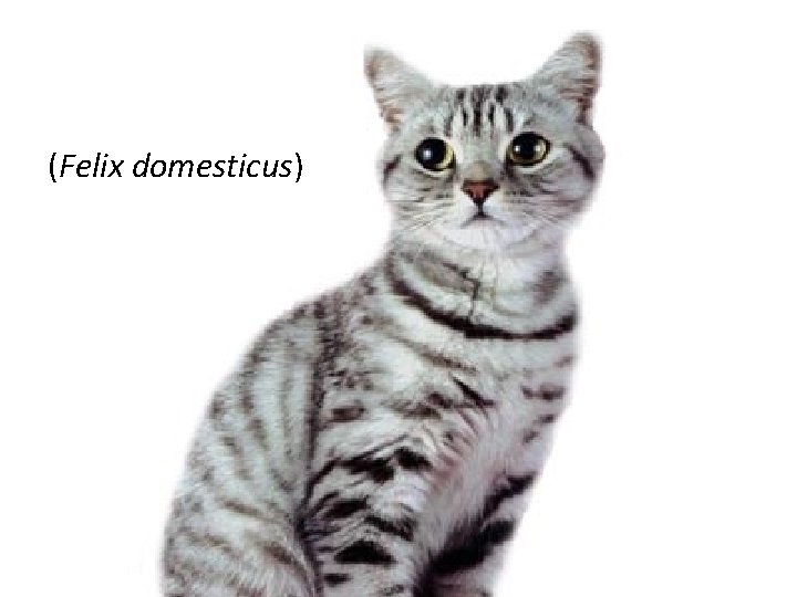 (Felix domesticus) (Felix domesticus)