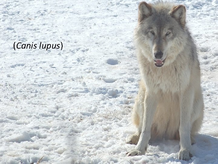 (Canis lupus) (Canis lupus)