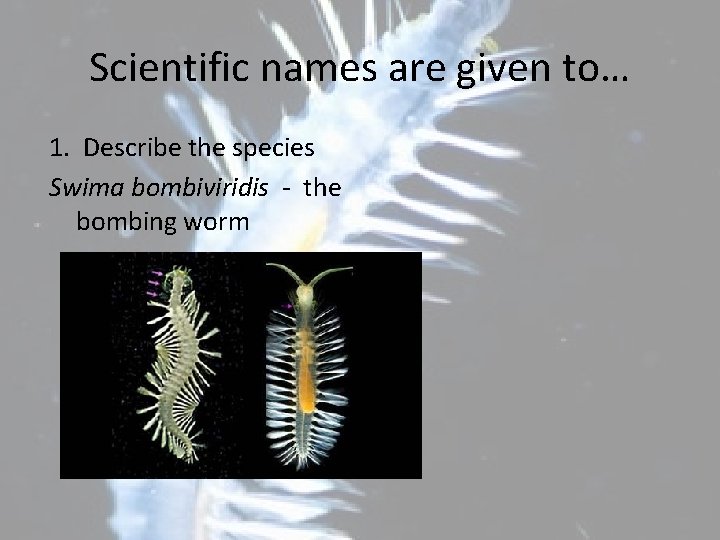 Scientific names are given to… 1. Describe the species Swima bombiviridis - the bombing Scientific names are given to… 1. Describe the species Swima bombiviridis - the bombing