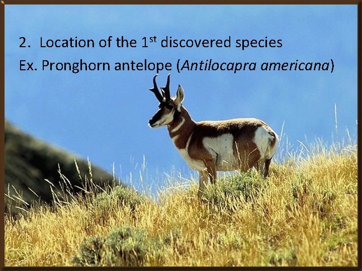 2. Location of the 1 st discovered species Ex. Pronghorn antelope (Antilocapra americana) 2. Location of the 1 st discovered species Ex. Pronghorn antelope (Antilocapra americana)
