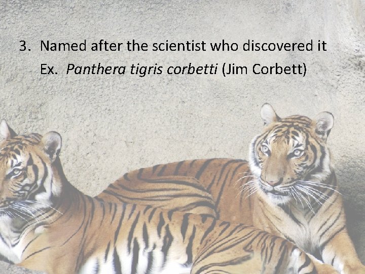 3. Named after the scientist who discovered it Ex. Panthera tigris corbetti (Jim Corbett) 3. Named after the scientist who discovered it Ex. Panthera tigris corbetti (Jim Corbett)
