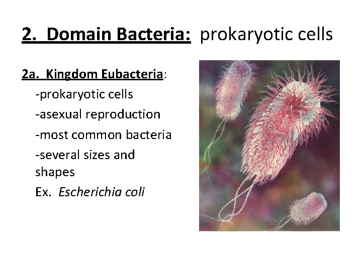 2. Domain Bacteria: prokaryotic cells 2 a. Kingdom Eubacteria: -prokaryotic cells -asexual reproduction -most 2. Domain Bacteria: prokaryotic cells 2 a. Kingdom Eubacteria: -prokaryotic cells -asexual reproduction -most