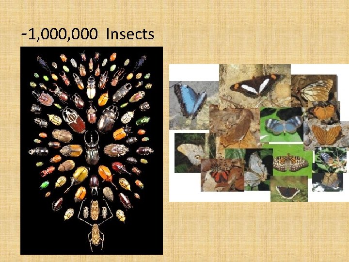 -1, 000 Insects -1, 000 Insects