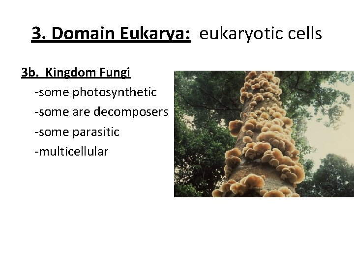 3. Domain Eukarya: eukaryotic cells 3 b. Kingdom Fungi -some photosynthetic -some are decomposers 3. Domain Eukarya: eukaryotic cells 3 b. Kingdom Fungi -some photosynthetic -some are decomposers