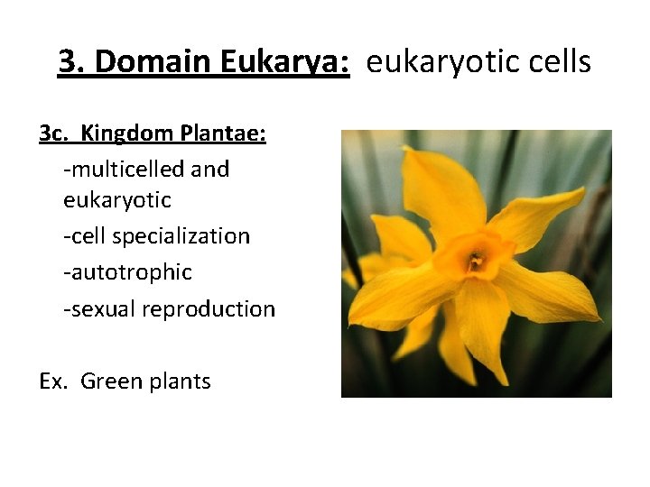 3. Domain Eukarya: eukaryotic cells 3 c. Kingdom Plantae: -multicelled and eukaryotic -cell specialization 3. Domain Eukarya: eukaryotic cells 3 c. Kingdom Plantae: -multicelled and eukaryotic -cell specialization
