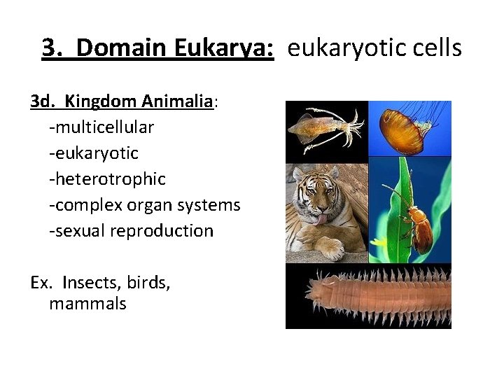 3. Domain Eukarya: eukaryotic cells 3 d. Kingdom Animalia: -multicellular -eukaryotic -heterotrophic -complex organ 3. Domain Eukarya: eukaryotic cells 3 d. Kingdom Animalia: -multicellular -eukaryotic -heterotrophic -complex organ