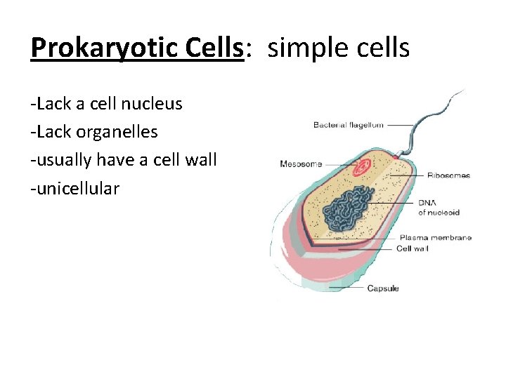 Prokaryotic Cells: simple cells -Lack a cell nucleus -Lack organelles -usually have a cell Prokaryotic Cells: simple cells -Lack a cell nucleus -Lack organelles -usually have a cell