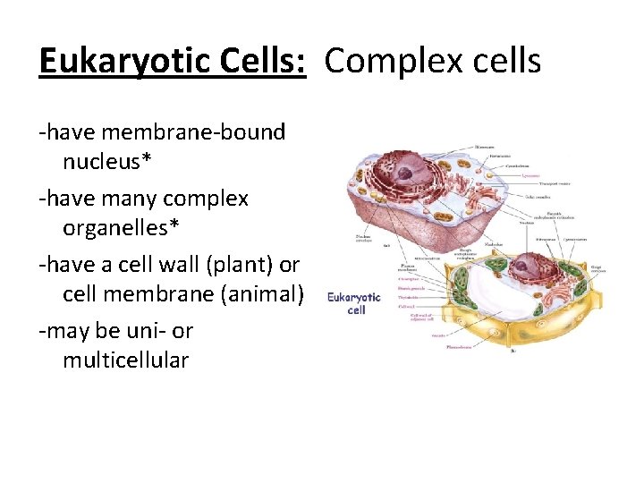Eukaryotic Cells: Complex cells -have membrane-bound nucleus* -have many complex organelles* -have a cell Eukaryotic Cells: Complex cells -have membrane-bound nucleus* -have many complex organelles* -have a cell