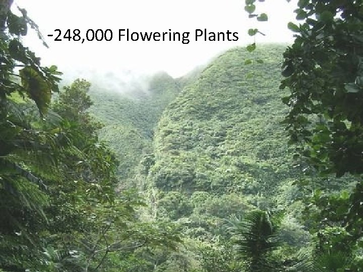 -248, 000 Flowering Plants -248, 000 Flowering Plants