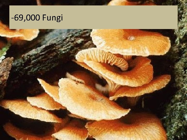 -69, 000 Fungi -69, 000 Fungi