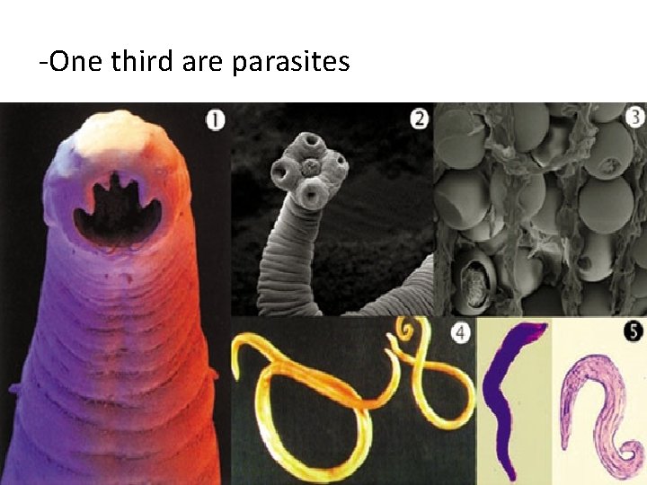 -One third are parasites -One third are parasites