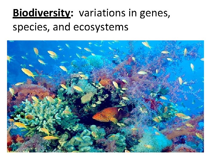Biodiversity: variations in genes, species, and ecosystems Biodiversity: variations in genes, species, and ecosystems