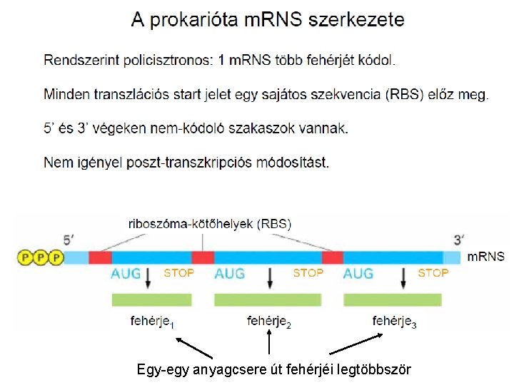 Egy-egy anyagcsere út fehérjéi legtöbbször 