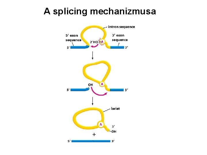 A splicing mechanizmusa 