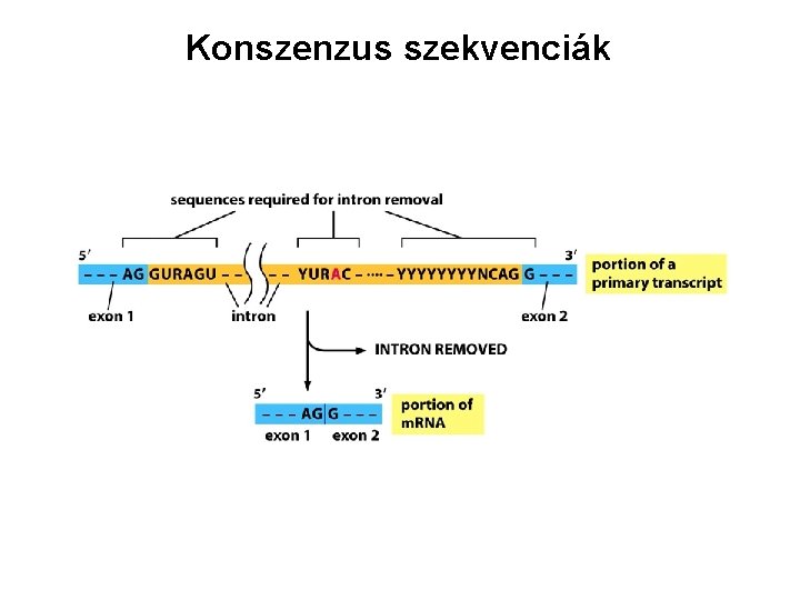 Konszenzus szekvenciák 