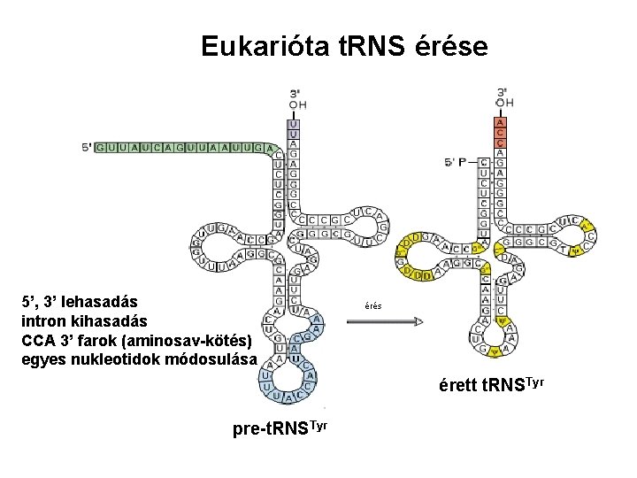 Eukarióta t. RNS érése 5’, 3’ lehasadás intron kihasadás CCA 3’ farok (aminosav-kötés) egyes