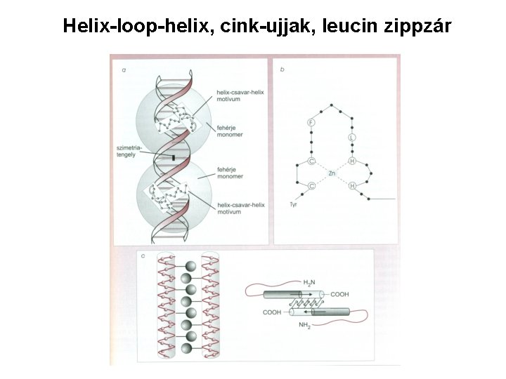 Helix-loop-helix, cink-ujjak, leucin zippzár 
