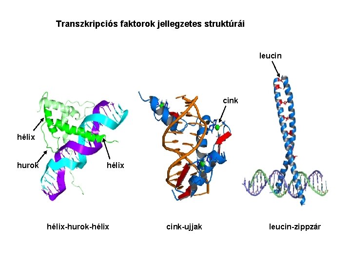 Transzkripciós faktorok jellegzetes struktúrái leucin cink hélix hurok hélix-hurok-hélix cink-ujjak leucin-zippzár 